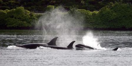 Orcas, Bremerton, WA, June 5, 2013/Larry Steagall, Kitsap Sun, AP, Ottawa Citizen