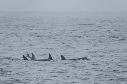 Orcas in Norton Sound off Nome, Alaska, July 18, 2013/National Park Service, Alaska Dispatch