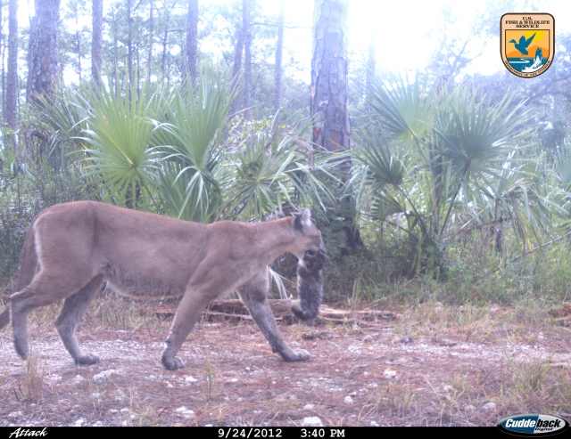 Uncollared female panther moves one of three kittens to a new den after a rain, Florida Panther National Wildlife Refuge, Sept 24, 2012/FPNWR trail camera, U.S. Fish & Wildlife Service