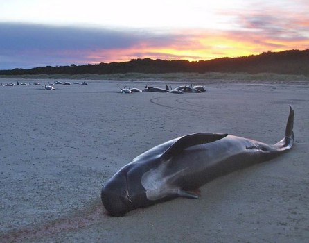 Pilot whale mass stranding, northeast Tasmania, 2008/DPIPWE Marine Conservation Program, Science Daily