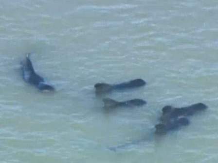 Some of an estimated 51 pilot whales in danger of stranding off Highland Beach, Everglades National Park, FL, Dec 3, 2013/NBC 6, News Channel 5, wptv.com