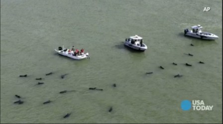 Boaters try to herd pilot whales out of dangerously shallow waters off Everglades National Park, Florida, Dec 5, 2013/USA Today, USA Now