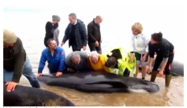 Volunteers and Stranded Long-Finned Pilot Whales, Portmahomack, Scotland, April, 2013/BBC News