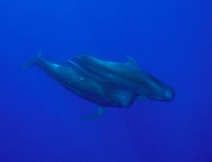 Pilot whales, undated/Flip Nicklin, Minden Pictures, National Geographic, New Scientist