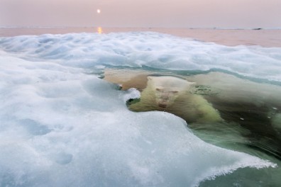 National Geographic 2013 Photo Contest Grand Prize Winner, "The Ice Bear"/Paul Souders, National Geographic