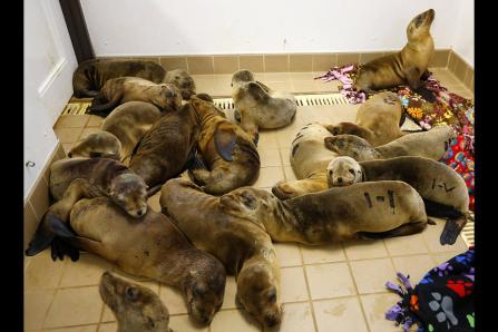 Rescued sea lion pups, Pacific Marine Mammal Center, Laguna Beach, CA, March 13, 2013/Mike Blake, Reuters, Christian Science Monitor
