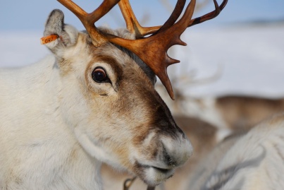 Reindeer in Arctic, undated/Kia Hansen, LiveScience.com