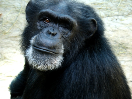 Crystal, 25-year-old retired research chimp infected with HIV for medical research, Chimp Haven Sanctuary, undated/Chimp Haven, CBSNews.com