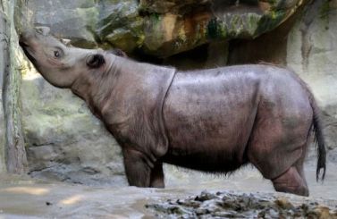 Suci, female Sumatran rhino, Cincinnati Zoo, July 17, 2013/Al Behrman, AP, Houston Chronicle