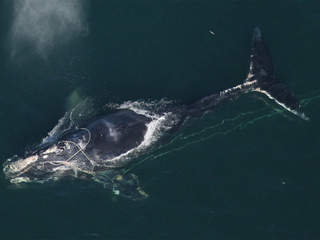 North Atlantic Right Whale, undated/NOAA, WPTV.com