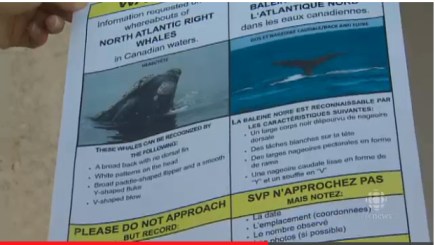 Public Flyer Requesting Help Locaiting, Identifying Missing Right Whales/still from CBCNews report, 10/4/13