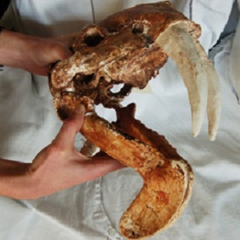Thylacosmilus atrox, extinct masupial-like saber-toothed carnivore/UCL, livescience.com