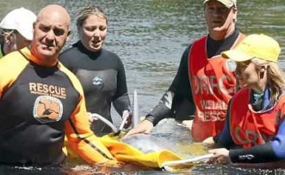 ORRCA members with stranded dolphin, Australia, undated/The Northern Star, 5/14/13