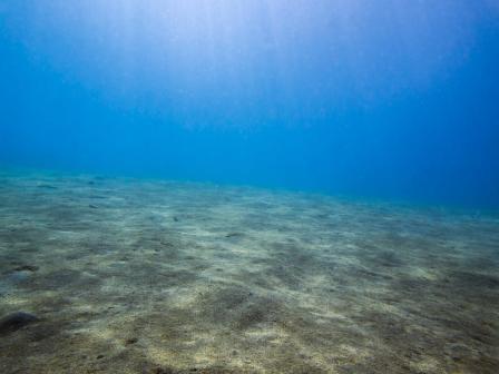 Seabed, unknown area/Science Daily