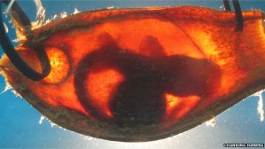 Bamboo shark embryo in egg case, location and date unknown/Channing Egeberg, BBC Nature News