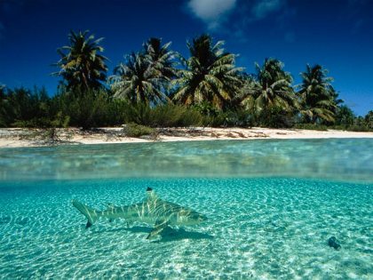Shark off beach in French Polynesia, undated/David Doubilet, National Geographic