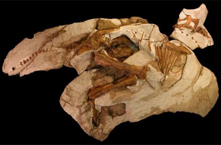 Fossil of baby duck-billed dinosaur, nicknamed "Joe," undated/Raymond M. Alf Museum of Paleontology, Discovery News