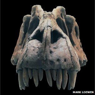 Fossil skull of Lythronax argestes (King of Gore)/Mark Loewen, BBC News