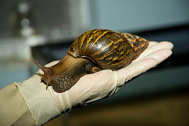 Giant African Snail, found in Maimi, Sept 2011/USDA, Christian Science Monitor