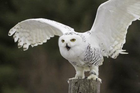Snowy owl/Les Palenik, Shutterstock, LiveScience