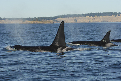 Southern resident killer whale son and mother L-79 (left, now missing) and L-22, undated/Center For Whale Research, The Islands' Sounder