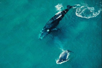Southern Right Whales, New Zealand, undated/3 News New Zealand