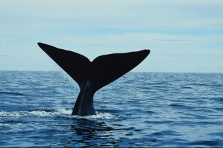 Southern right whale, New Zealand, undated/ 3 News New Zealand