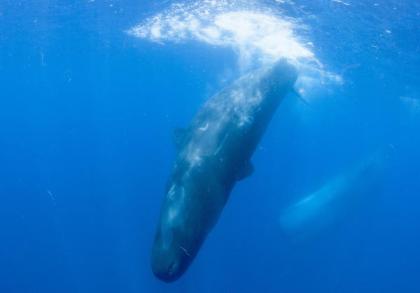 Sperm whales dive off the coast of Sri Lanka, April 2013/Joshua Barton, Reuters, Christian Science Monitor