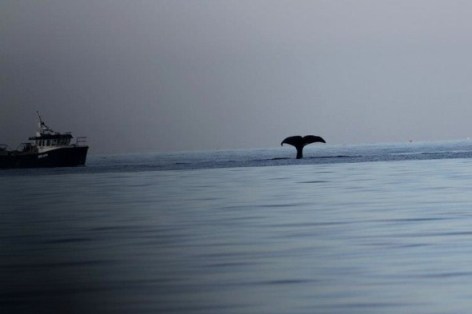Sperm whale off northwest Scotland, undated/Nick Davies, Sea Watch, AOL Travel