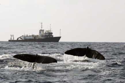 Sperm whales begin a deep feeding dive, Gulf of Mexico, 2002/Jonathan Gordon, USDI, AP, Sun Herald