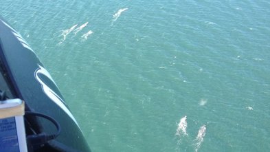 Sperm Whales, Firth of Forth, Scotland, April 25, 2013/Denis McCormack, East Scotland Microlights, BBC News
