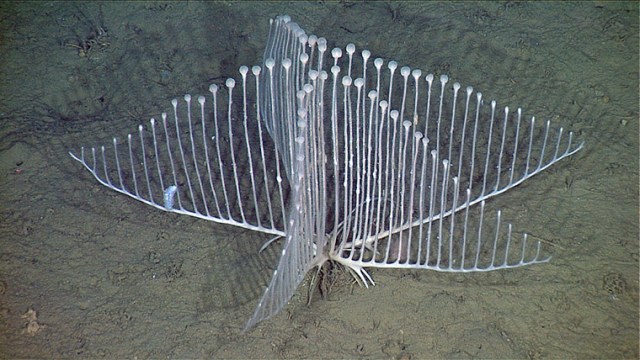 Lyre Sponge (Chondrocladia lyra), Northeast Pacific, undated/ MBARI, ASU, The Guardian