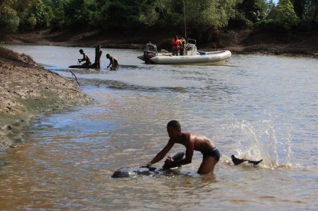 Residents try to help melon-headed whales stranded in mangrove channels, Loza Lagoon, Madagascar, March 2008/Tim Collins, WCS, IWC