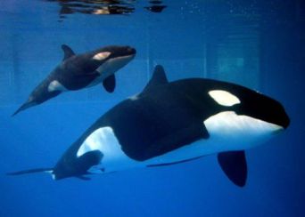 Takara and her new female calf, SeaWorldSan Antonio, Dec 7, 2013/San Antonio Express News
