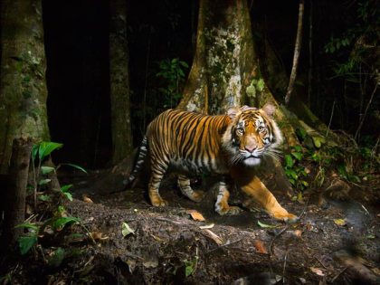 Sumatran tiger, Northern Sumatra, Indonesia, undated/Steve Winter, National Geographic