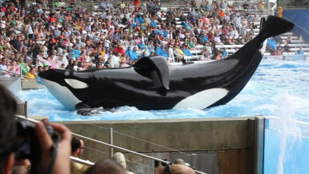 Tilikum, SeaWorld Orlando, undated/"Blackfish," Sundance.org