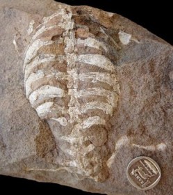 Fossilized skeleton of Eunotosaurus africanus, of the South African reptile ancestor of turtles, undated/Tyler Lyson, Examiner.com