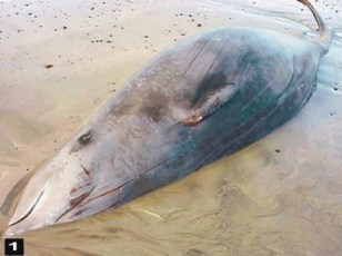 Freshly stranded beaked whale, Canary Islands, September, 2002/“Gas and Fat Embolic Syndrome” Involving a Mass Stranding of Beaked Whales (Family Ziphiidae) Exposed to Anthropogenic Sonar Signals," Veterinary Pathology, Sage Publishing