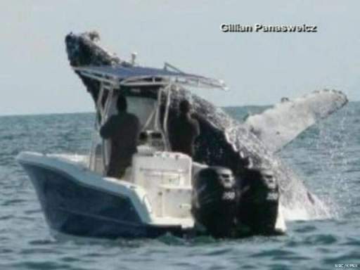 Humpback whale breaches near boat, Sea of Cortez, Mexico, undated/Gillian Panasweicz, NBC, KPNX