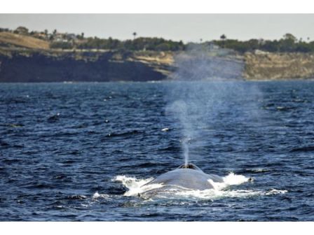 Unidentified whale, undated/Orange County Register
