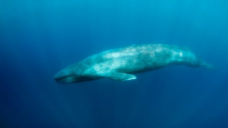 Pygmy Blue Whale, location & date, unknown/Jason Isley, Scubazoo, KQED QUEST
