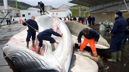 Whalers flay fin whale caught off Iceland, 2009/AFP,Perthnow.com