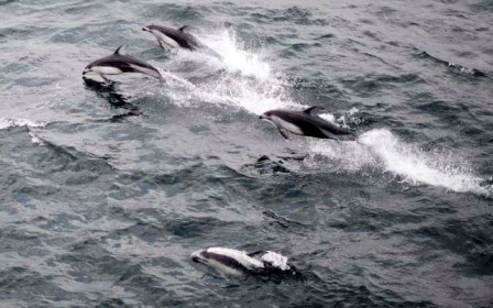 Pacific white-sided dolphins outside Nanaimo Harbour, Vancouver Island, B.C., Oct. 26, 2013/Jonathan Hayward ORG XMIT, JOHV101, The Canadian Press, The Vancouver Sun