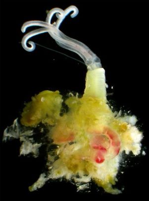 Osedax antarcticus, newly identified species of bone-eating worm, undated/Thomas Dahlgren , National Geographic 