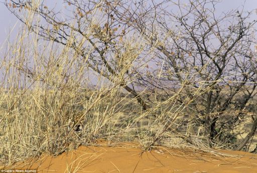 Cheetah cub camouflaged in desert scrub, Kalahari Desert, South Africa, undated/Art Wolfe, Caters News Agency, Daily Mail Online