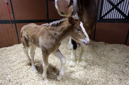 Mother Clydesdale Darla & unnamed female foal, Warm Springs Ranch, Booneville, Mo., Jan 30, 2013/Jeff Roberson, AP
