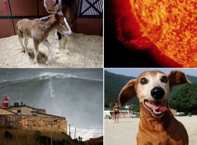 • Mother Clydesdale Darla & unnamed female foal, Warm Springs Ranch, Booneville, Mo., Jan 30, 2013/Jeff Roberson, AP  • Ring-shaped Coronal Mass Ejection (CME), Jan 31, 2013/NASA’s Godard Space Flight Center, SDO   • Hawaiian surfer Garret McNamara rides mammoth wave off Portugal, Jan 28, 2013/AP, The Independent  • Unidentified Dachshund/Getty Images, HLN