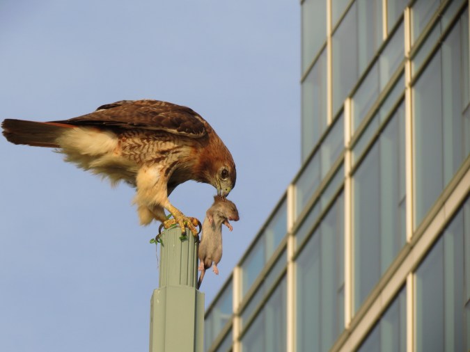 Red-tailed Hawk with prey, Hudson River Park, NYC, July 8, 2013/Keith Michael