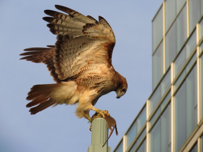 Red-tailed Hawk with prey, Hudson River Park, NYC, July 8, 2013/Keith Michael