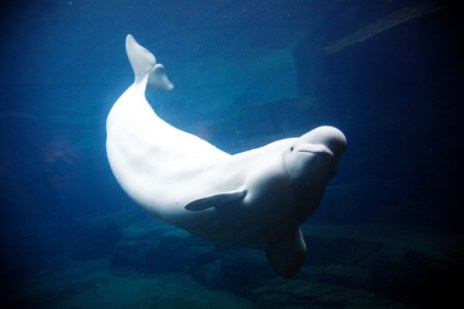 Aurora, Vancouver Aquarium, undated/The Province
